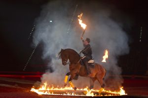 Royal Horse Gala araber_rigoletto1031.jpg