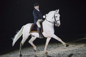 Royal Horse Gala lipizzaner_maestoso1053.jpg